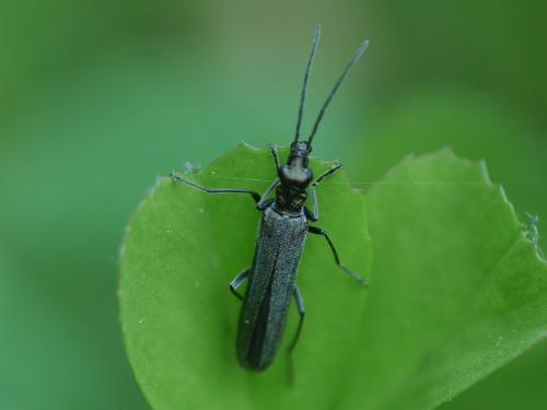 Oedemera sp.